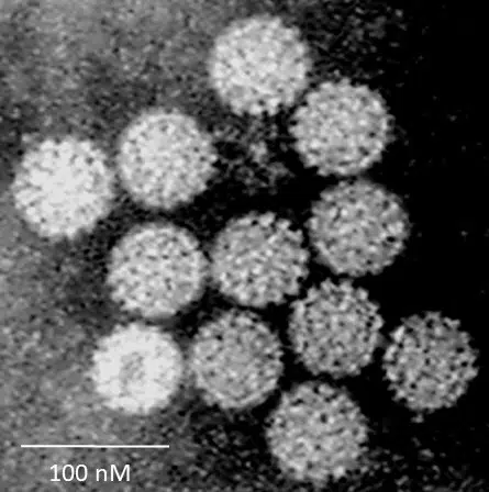 HPV