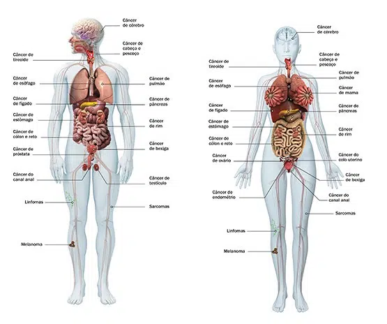 Corpo Humano